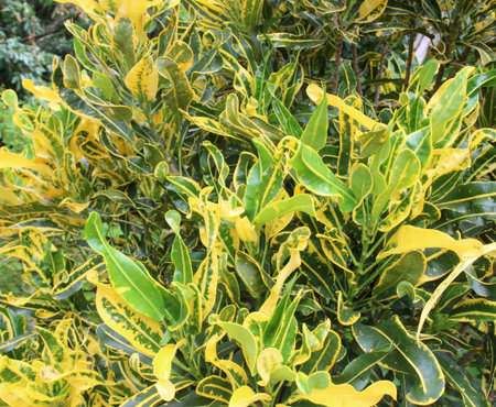 Codiaeum variegatum (L.) Blume in park