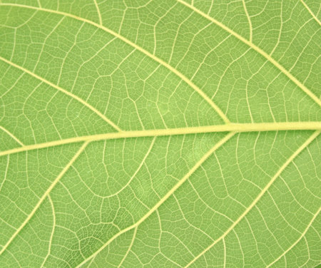 nature view of green leaf using as a background.