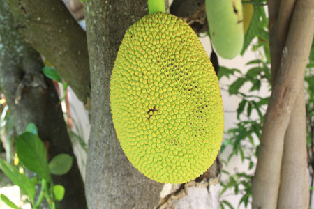 Fresh baby gackfruit hang on the tree 