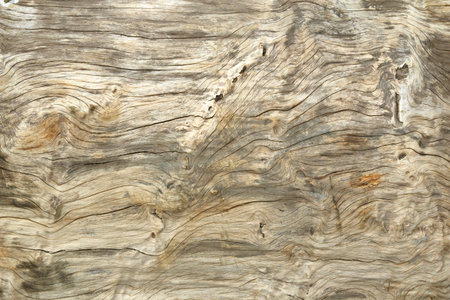 Close up texture of bark wood use as natural background