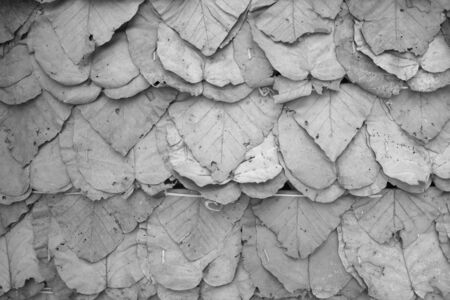 The background image is a dry leaf roofの写真素材