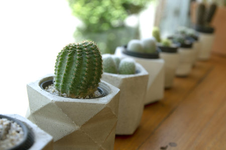 Dwarf Cactus Collection.Dwarf Cactus Shop.