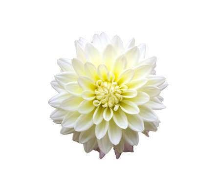 Dahlia flower isolated on white backgroundの写真素材