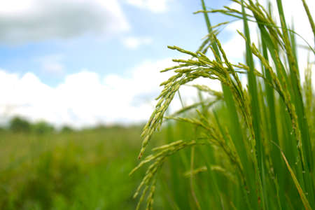 Rice spike in rice fieldの写真素材