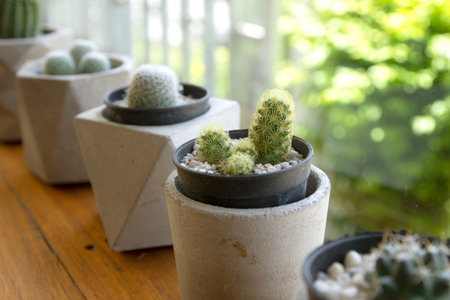 Dwarf Cactus Collection in coffee Shop.の写真素材