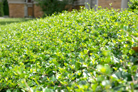 Green tree wall fence texture background