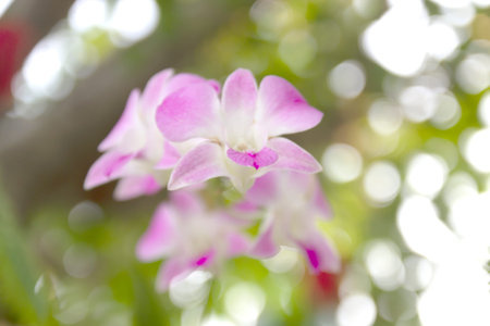 Abstract flower blur nature background with Green leaves bokeh