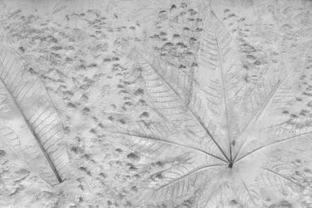 leaf print or stamp of leaf on stone texture backgroundの写真素材