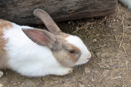 A cute little rabbit sleeping on the floor in the farm