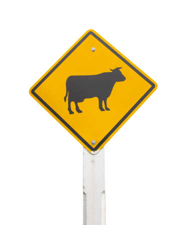 Warning Cows icon yellow road sign on whiteの写真素材