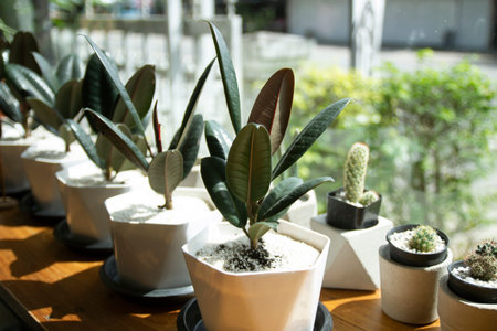 Plants in white plastic pots in the shop