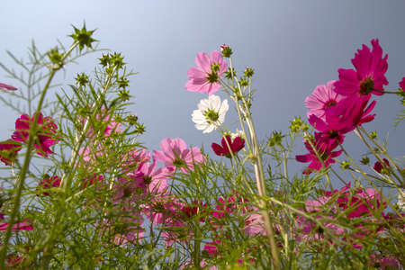Cosmos flower photos in beautiful blue skyの写真素材