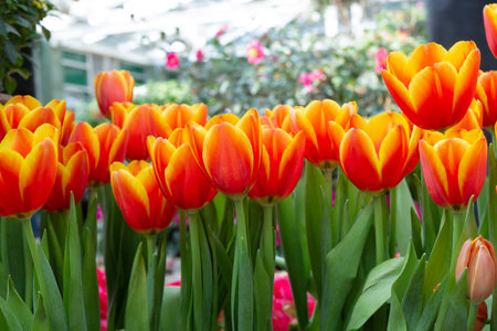 Orange tulips in the beautiful flower garden