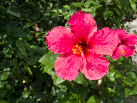 Pink hibiscus flowers blooming in the gardenの写真素材