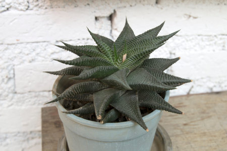 Cactus in plastic pots in the shopの写真素材