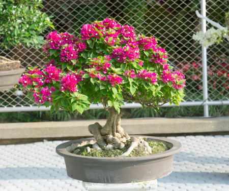 Bougainvillea grown in pots is a perennial plant.の写真素材