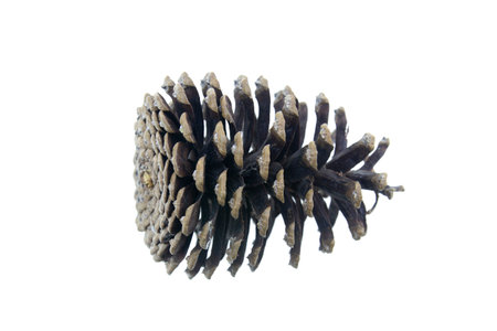 Beautiful dry pine cone isolated on whiteの写真素材