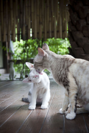 cat