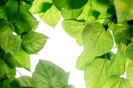 green leaves, tree on blue sky background tree branches up