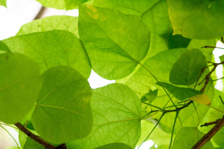 green leaves of a tree against the blue sky
