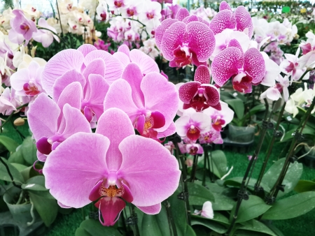 Phalaenopsis Violetの写真素材