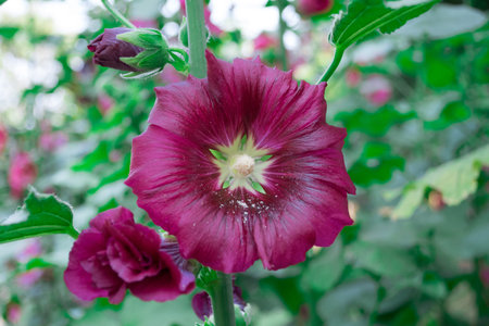 Purple Flowerの写真素材