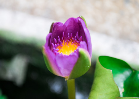 Purple Lotusの写真素材