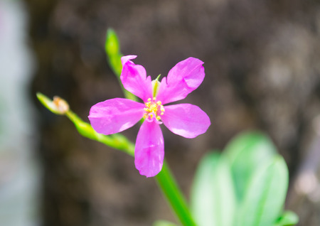 Purple Flowerの写真素材
