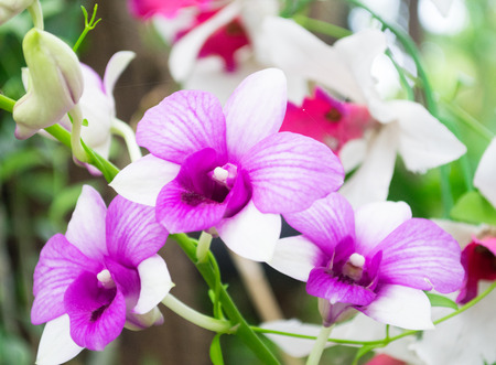 Purple Orchidの写真素材