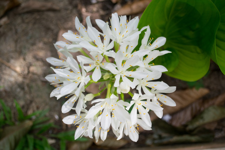 White Flowerの写真素材