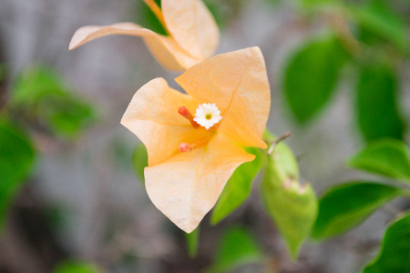 Bougainvillea Flowerの写真素材