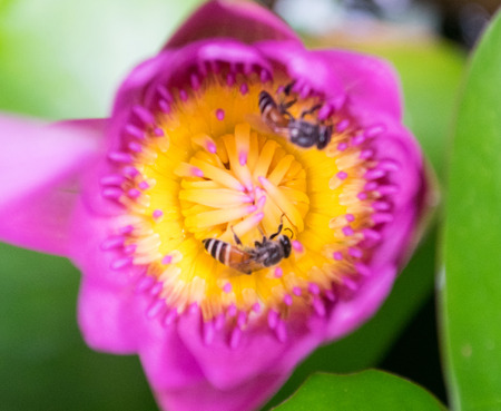 Lotus with Beeの写真素材