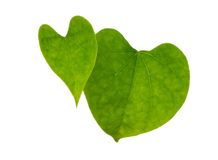 Green Leaf