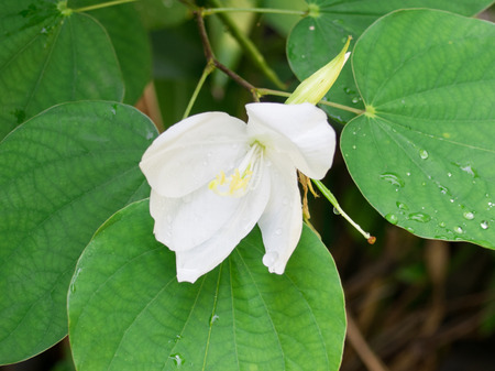 White Flowerの写真素材