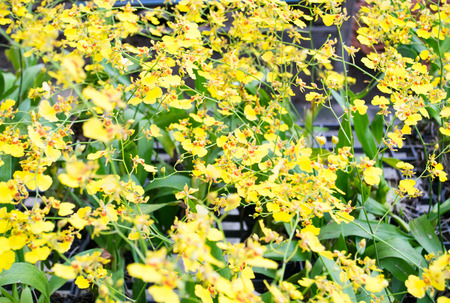 Yellow Orchid Backgroundの写真素材
