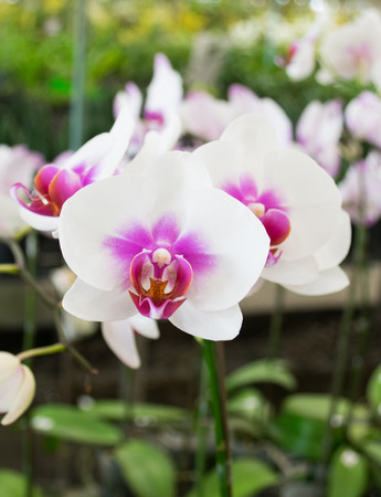 white and purple  phalaenopsis orchidの写真素材