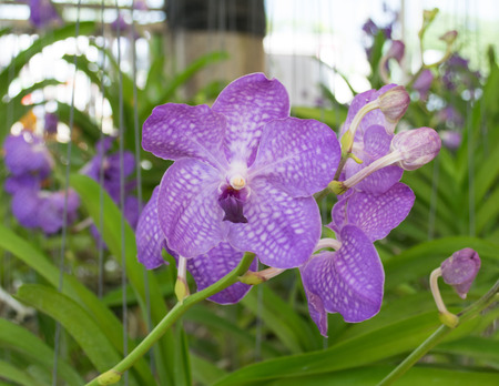 vanda orchidの写真素材