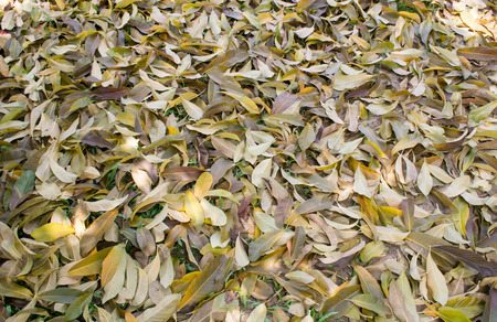 leaf backgroundの写真素材