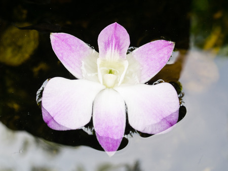 floating orchidの写真素材