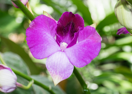 blooming orchidの写真素材