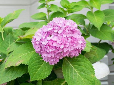 pink flower