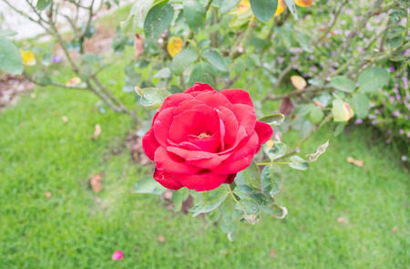 red roseの写真素材