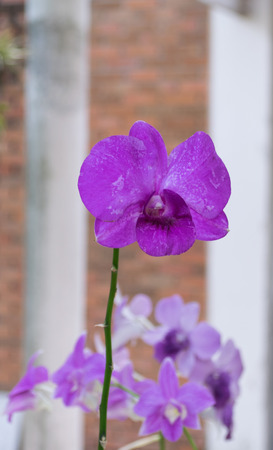 purple orchidの写真素材