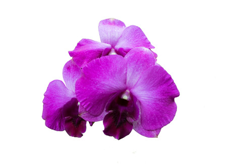 purple orchidの写真素材