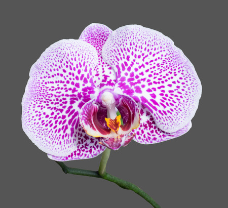 violet white orchidの写真素材
