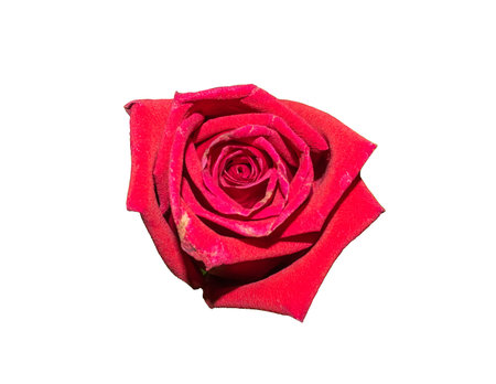 red roseの写真素材