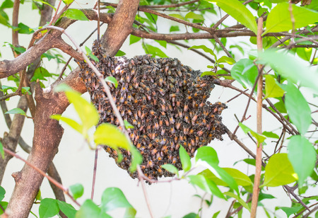 beehiveの写真素材