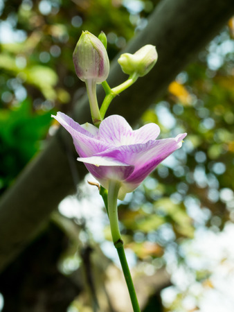 purple orchidの写真素材