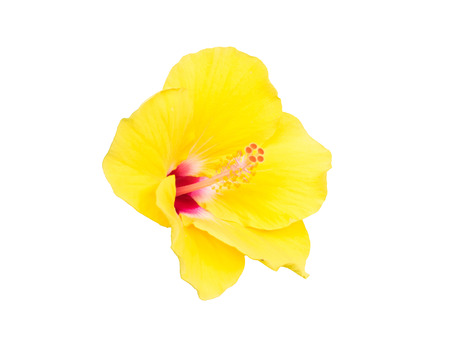 yellow flowerの写真素材