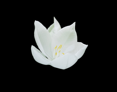 white flowerの写真素材